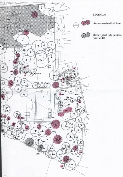 Rozhodnuto o kcen strom v parku zmeku v Hostavicch