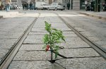 Urban Gardening - Jaru neutee!